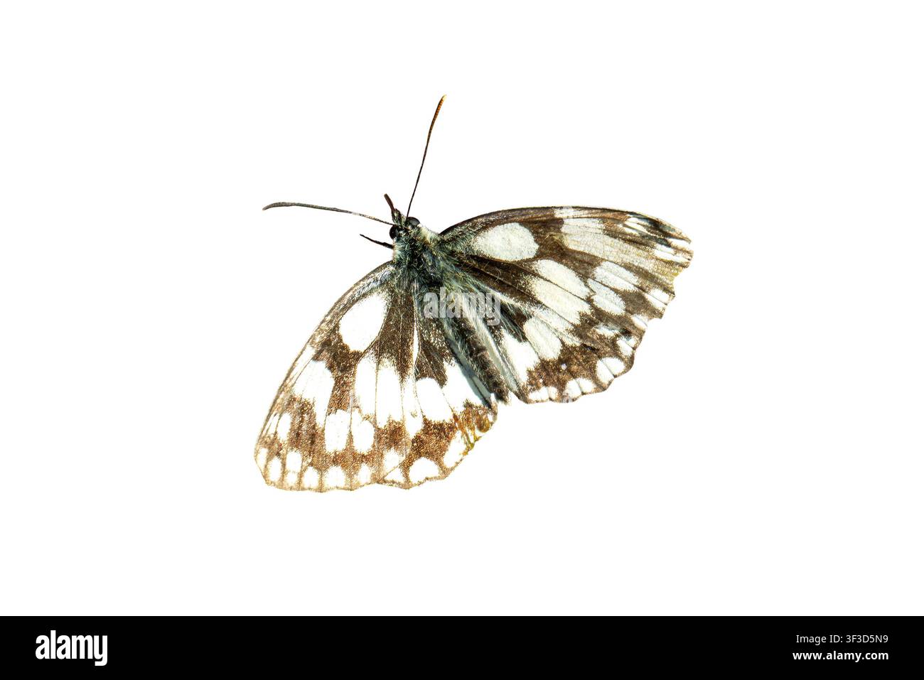Papillon Marbré Blanc (Melanagia galathea) aux ailes déployées, observé en vol au printemps et en été, coupé et isolé sur fond blanc Banque D'Images