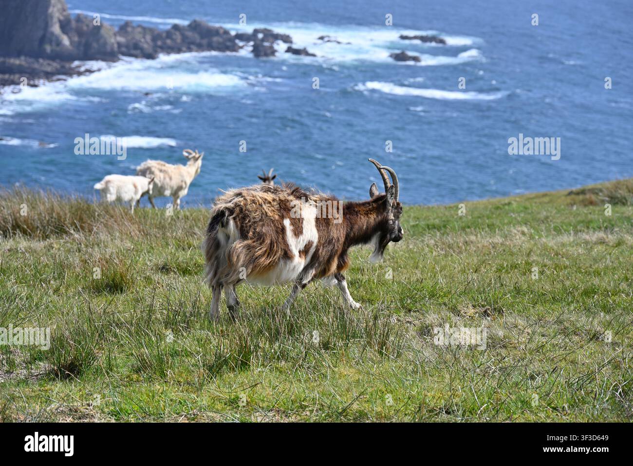 couleurs mélangées de chèvres sauvages ou abandonnées avec cornes et barbes Mull of Oa, Île d’Islay Écosse Royaume-Uni mai Banque D'Images