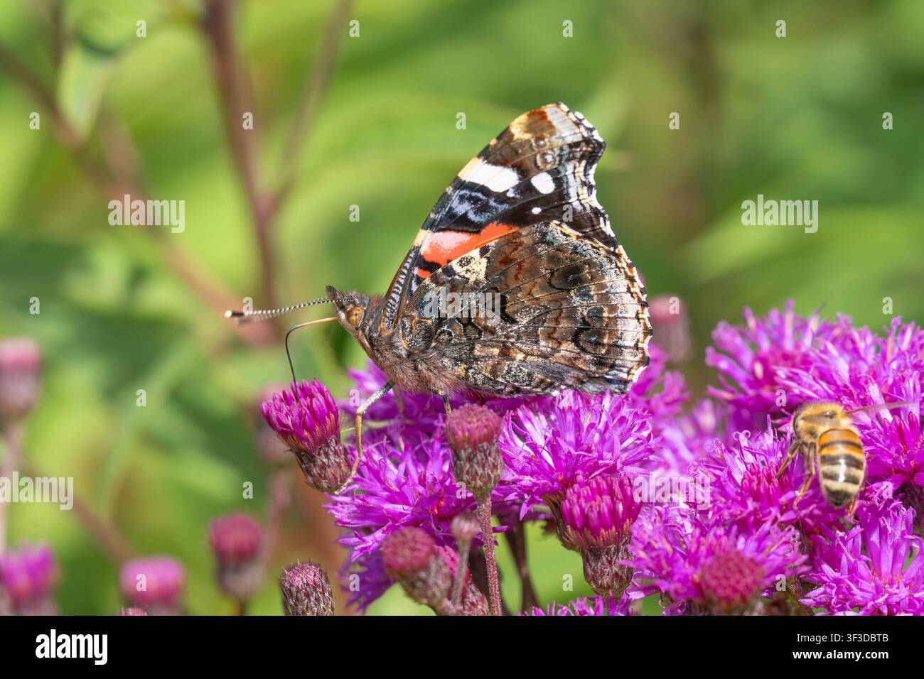 Biodiversité - Vanessa atalanta - Amiral sur les fleurs blanches - beau papillon. Photo de haute qualité Banque D'Images