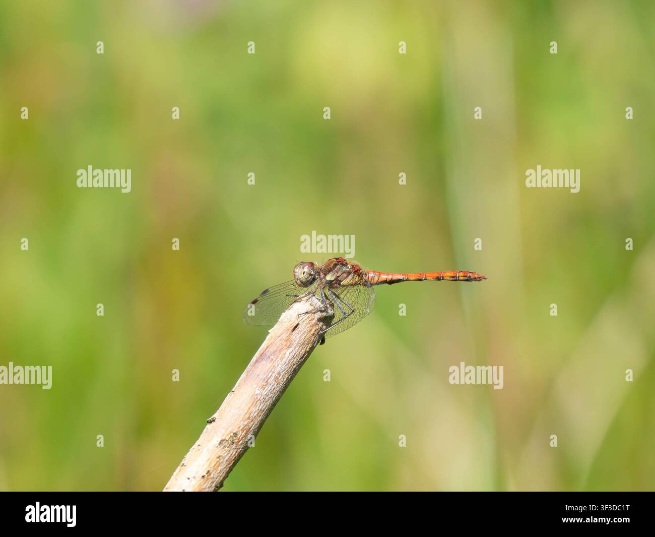 Photo macro d'une libellule à damier commune reposant sur du bois érodé montrant des ailes détaillées et un comportement naturel dans un habitat idéal pour la biodiversité et wil Banque D'Images