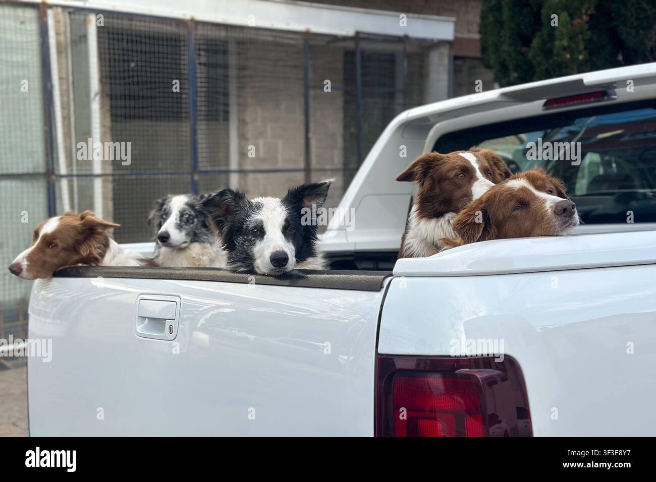 Groupe de chiens voyageant ensemble sur la plate-forme ouverte d'un pick-up lors de trajets quotidiens. Banque D'Images