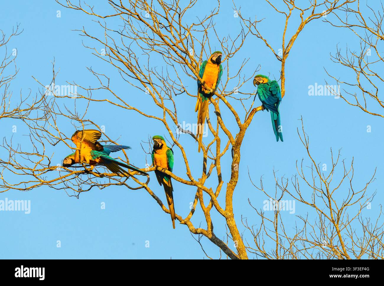 Une volée de Perruches bleues et jaunes (Ara ararauna) perchée sur leur arbre de perchoir. Amazonas, Brésil. Banque D'Images