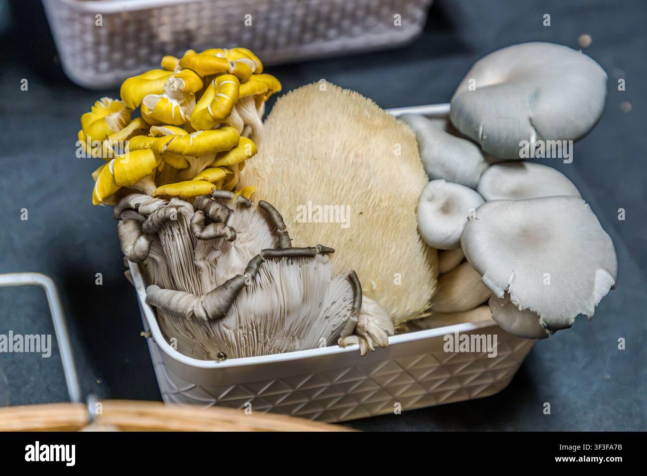 Différents types de champignons sont exposés dans des paniers sur un étal de marché du Kierian Pathway à Wolfville, en Nouvelle-Écosse, Canada : des champignons citron jaunes, un champignon hérisson et des champignons de couche gris Banque D'Images