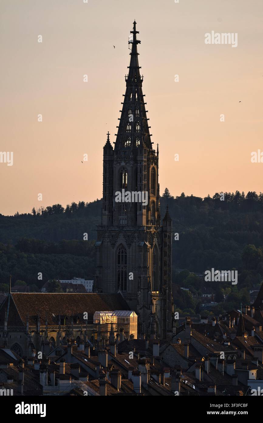 Une vue détaillée depuis le Rosengarten à Berne, en Suisse, montrant la flèche historique de la cathédrale de Berne baignée par la lumière du coucher de soleil au-dessus des toits traditionnels Banque D'Images