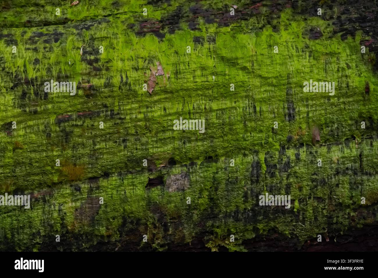 Mousse vert vif naturel poussant sur un vieux tronc d'arbre humide, fond texturé. Banque D'Images