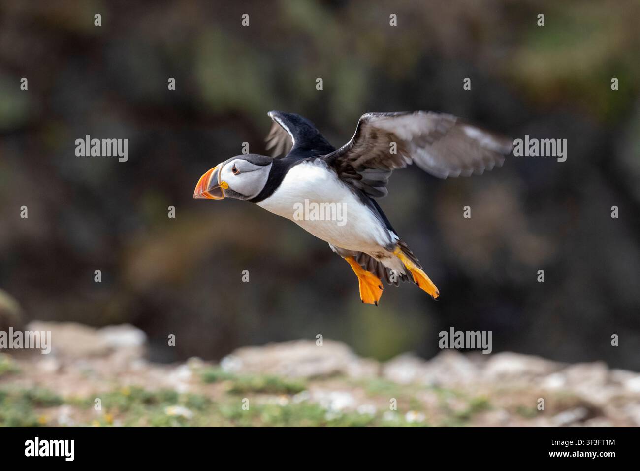 Un macareux moine en vol rapide de profil latéral, volant devant une falaise côtière avec les ailes haut relevées et les pattes palmées orange vif repliées. Banque D'Images