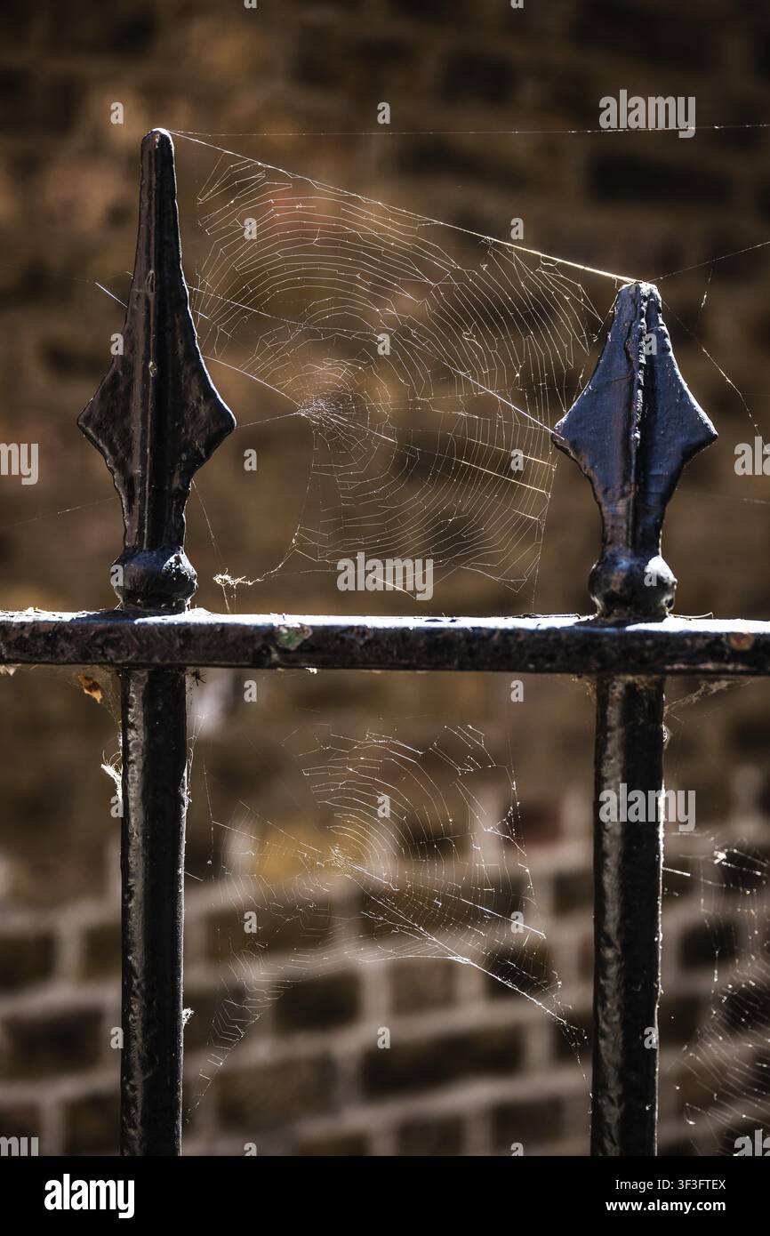 Grossissement d'une clôture métallique peinte en noir avec une toile d'araignée au soleil devant un mur de briques, Chelsea, Londres, Grande-Bretagne, Angleterre, Grande-Bretagne Banque D'Images