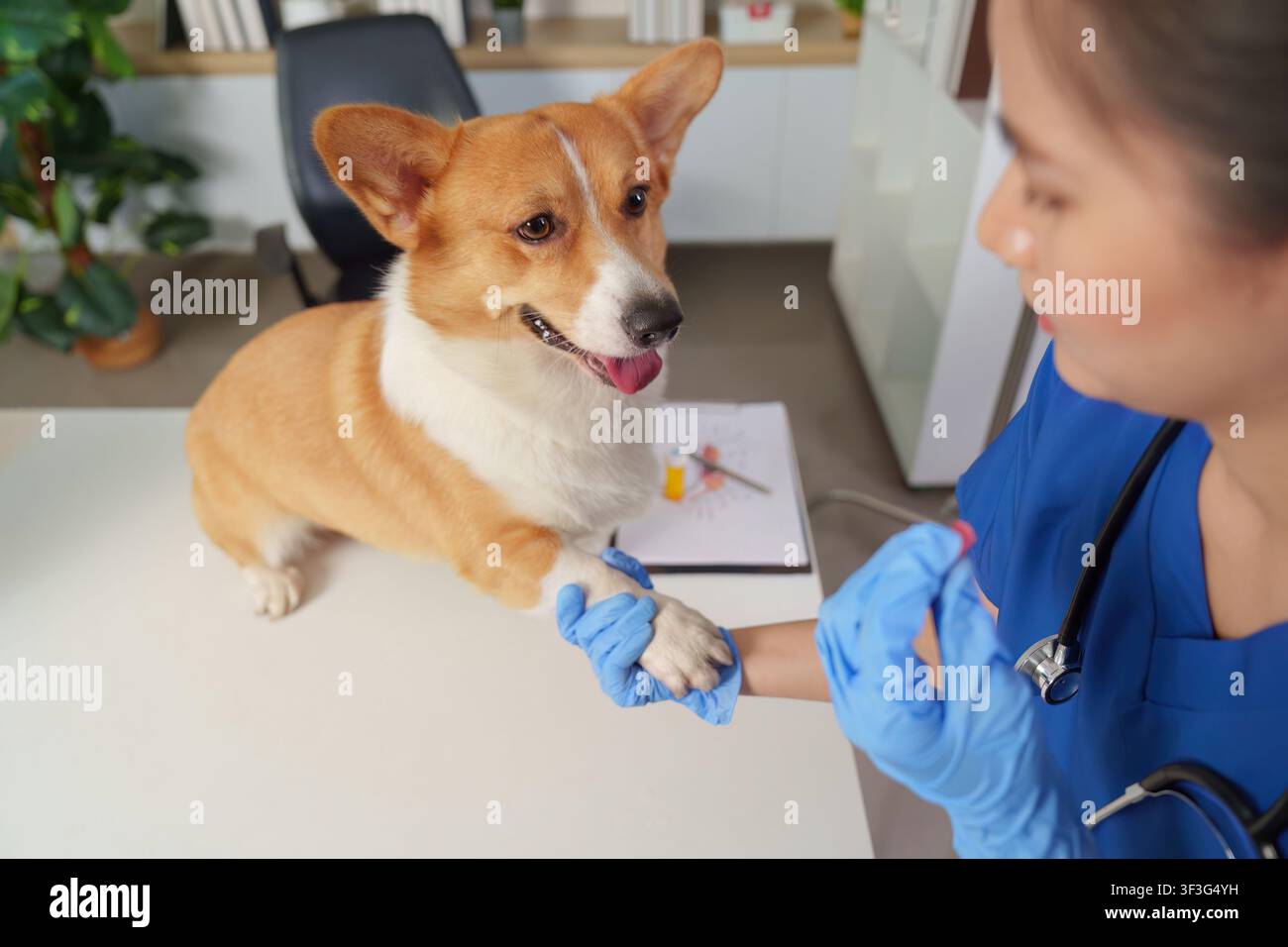 Chien Welsh Corgi tendant la patte à un vétérinaire tenant une pilule de médicament à la clinique Banque D'Images