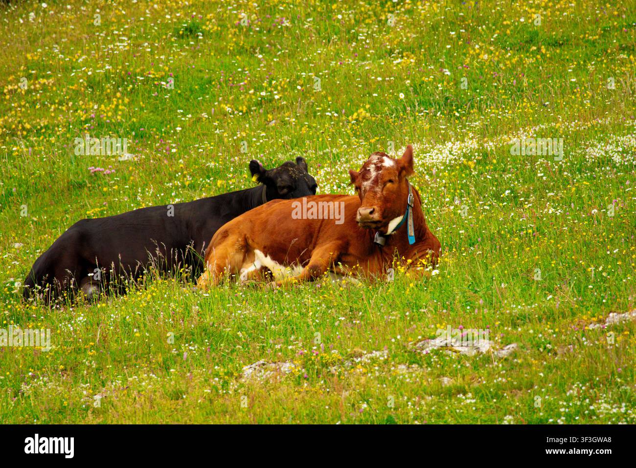 Deux vaches se reposant ensemble dans une prairie verte de la campagne jurassienne suisse par une journée ensoleillée. Banque D'Images