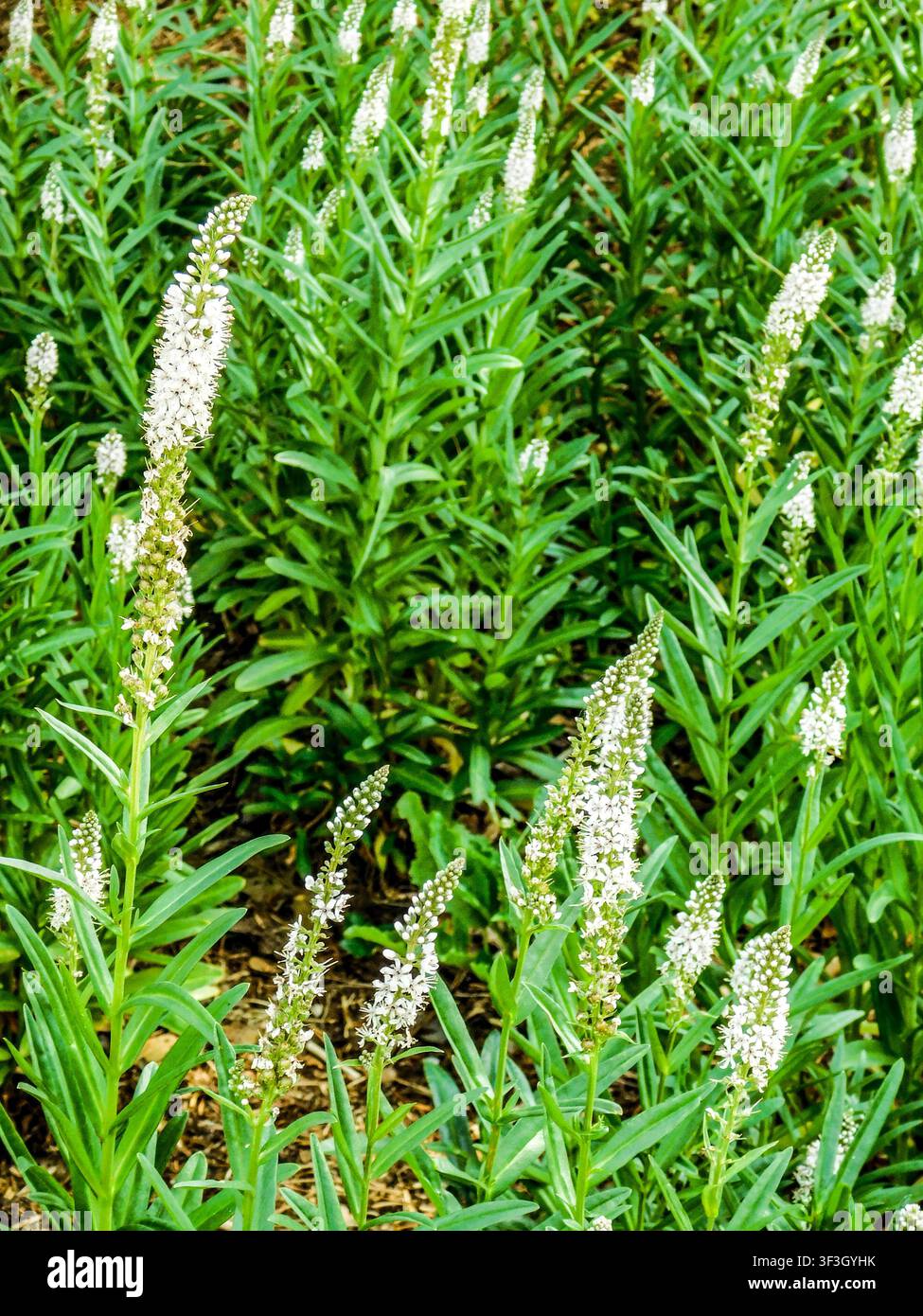 Portrait naturel d'une plante fleurie de Lysimachia ephemerum, lysimaque à feuilles de saule, en fleur et avec un espace négatif. Séduisant, Étonnant, audacieux Banque D'Images