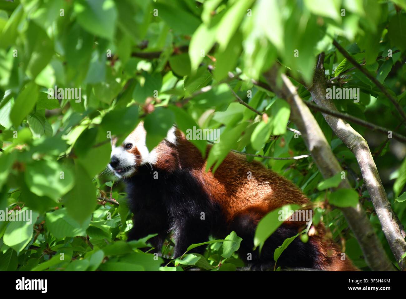 Panda roux partiellement caché parmi les feuilles vertes en grimpant à un arbre Banque D'Images