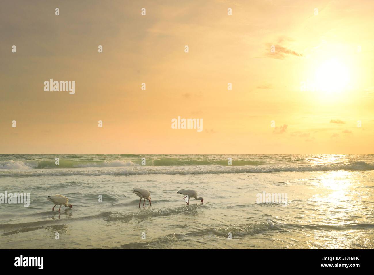 Trois oiseaux ibis blancs cherchant de la nourriture pendant un coucher de soleil doré Banque D'Images