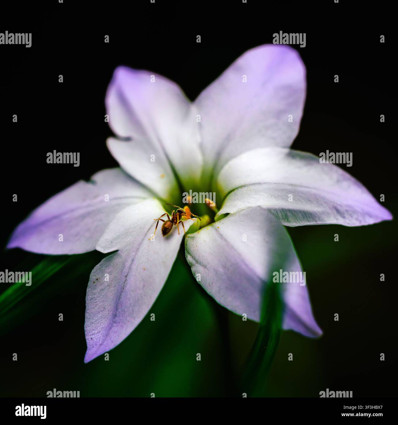 Photographie macro d'une petite fourmi ouvrière rampant à l'intérieur des pétales d'une fleur d'étoile du printemps blanche (Ipheion uniflorum) sur un fond sombre. Banque D'Images