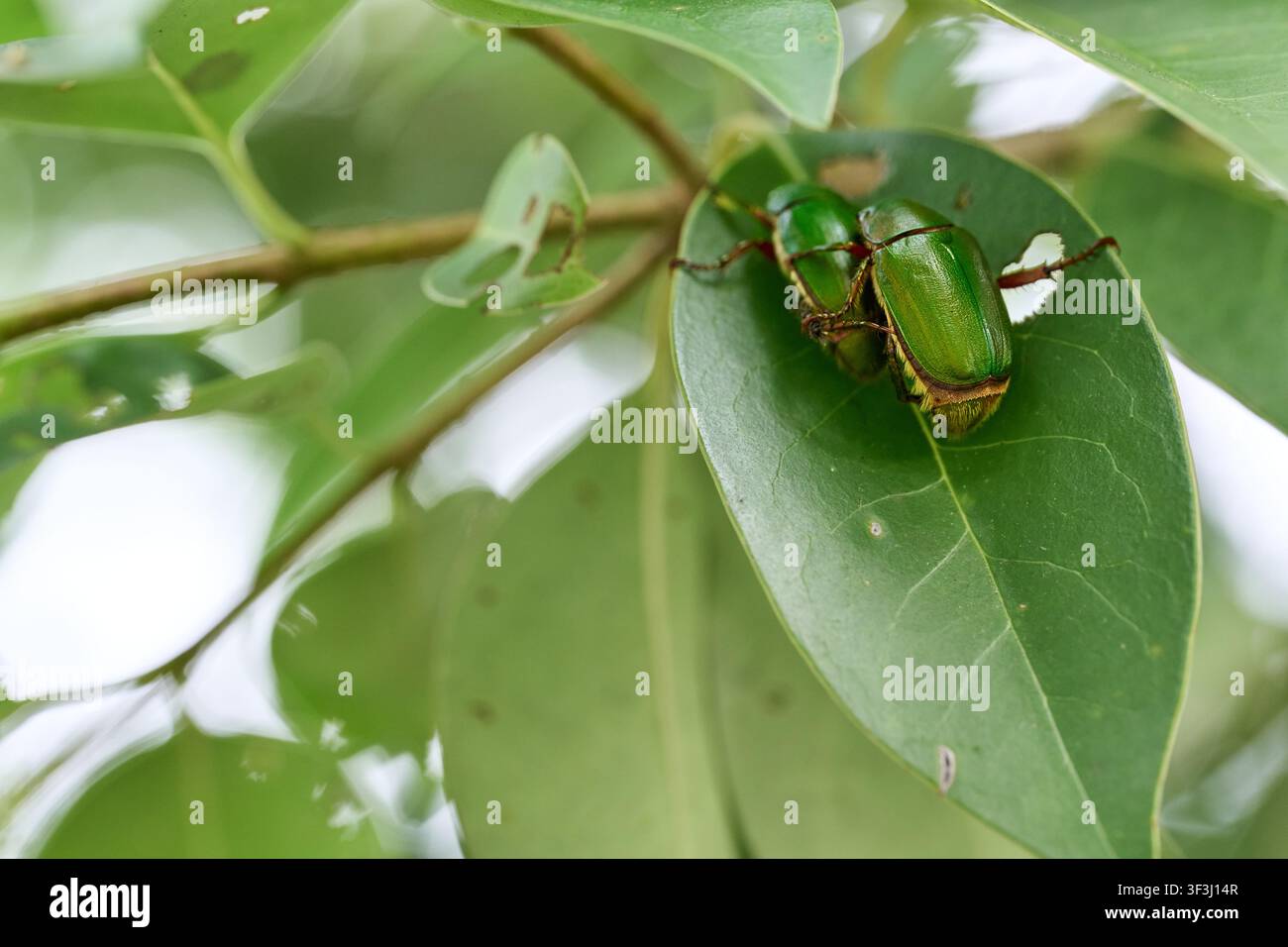 Scarabée vert reposant sur une feuille dans la nature Banque D'Images