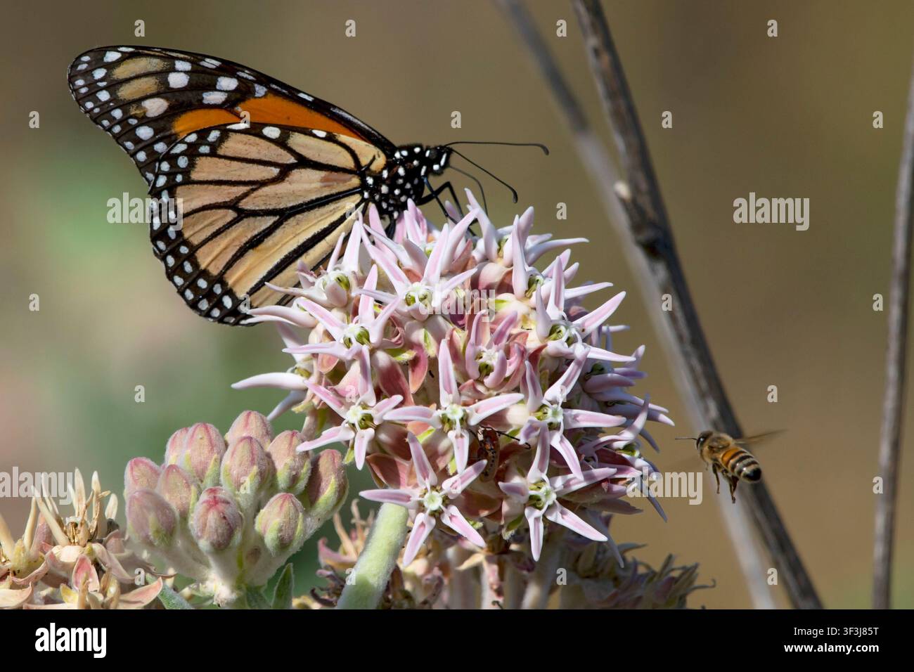 Monarque et abeille mellifère sur le chardon-mâle dans le parc d'État d'Eagle Island en 2022 Banque D'Images