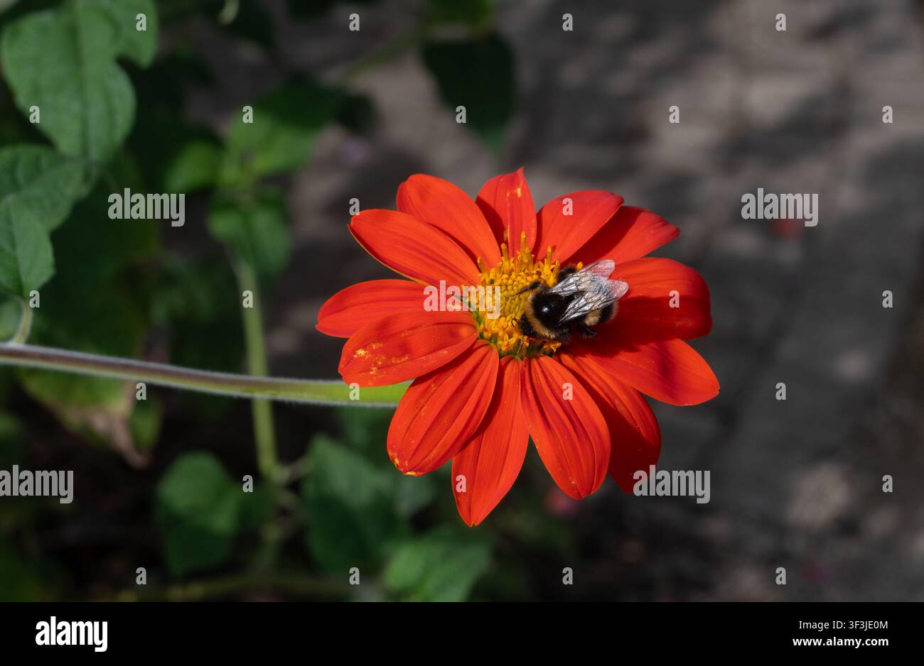 Une bourdon sur une fleur de Tithonia, Royaume-Uni Banque D'Images