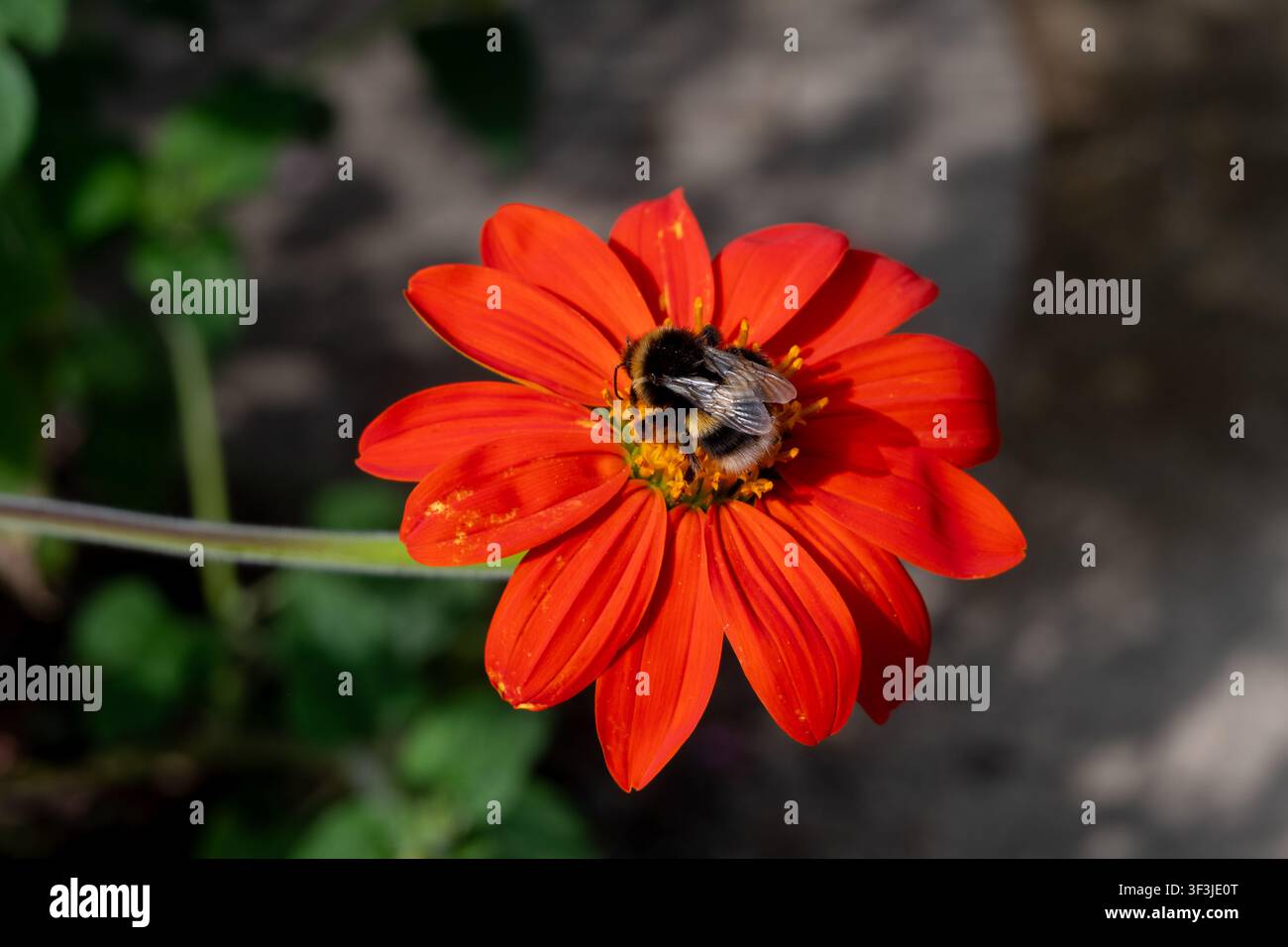 Une bourdon sur une fleur de Tithonia, Royaume-Uni Banque D'Images
