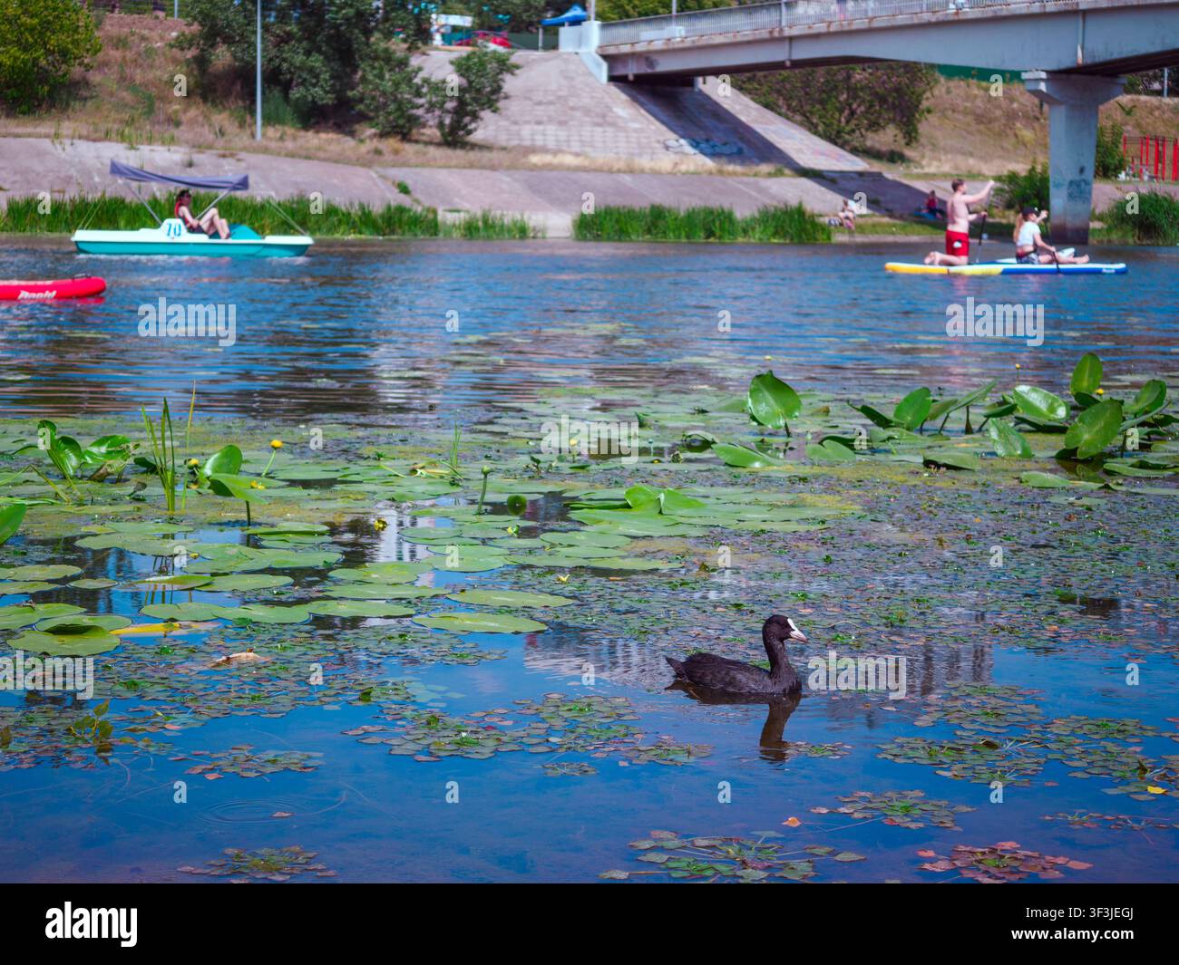 Une mouette nageant sur le tranquille canal de Rusanivka parmi les nénuphars et les plantes aquatiques. Réflexion du ciel bleu et des bâtiments voisins. Ukraine Banque D'Images
