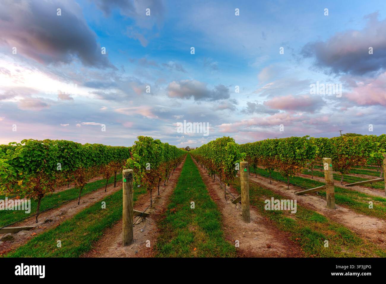 De belles rangées de vignes vertes et luxuriantes avec une route de gravier sous un ciel matinal coloré dans un paysage rural Banque D'Images