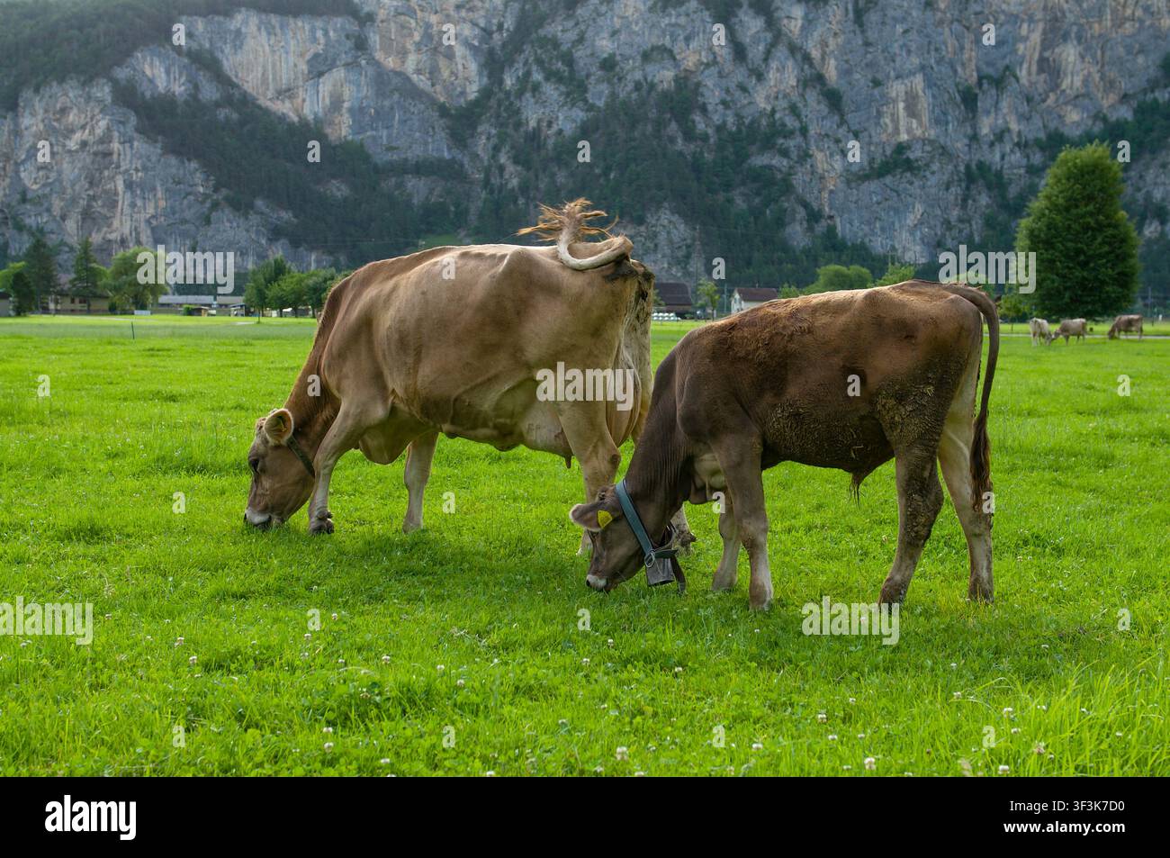 Vache laitière suisse brune et son veau broutant dans un pré verdoyant à Altdorf, Uri. Vue latérale de bovins se nourrissant d'herbe fraîche dans la Suisse centrale Banque D'Images