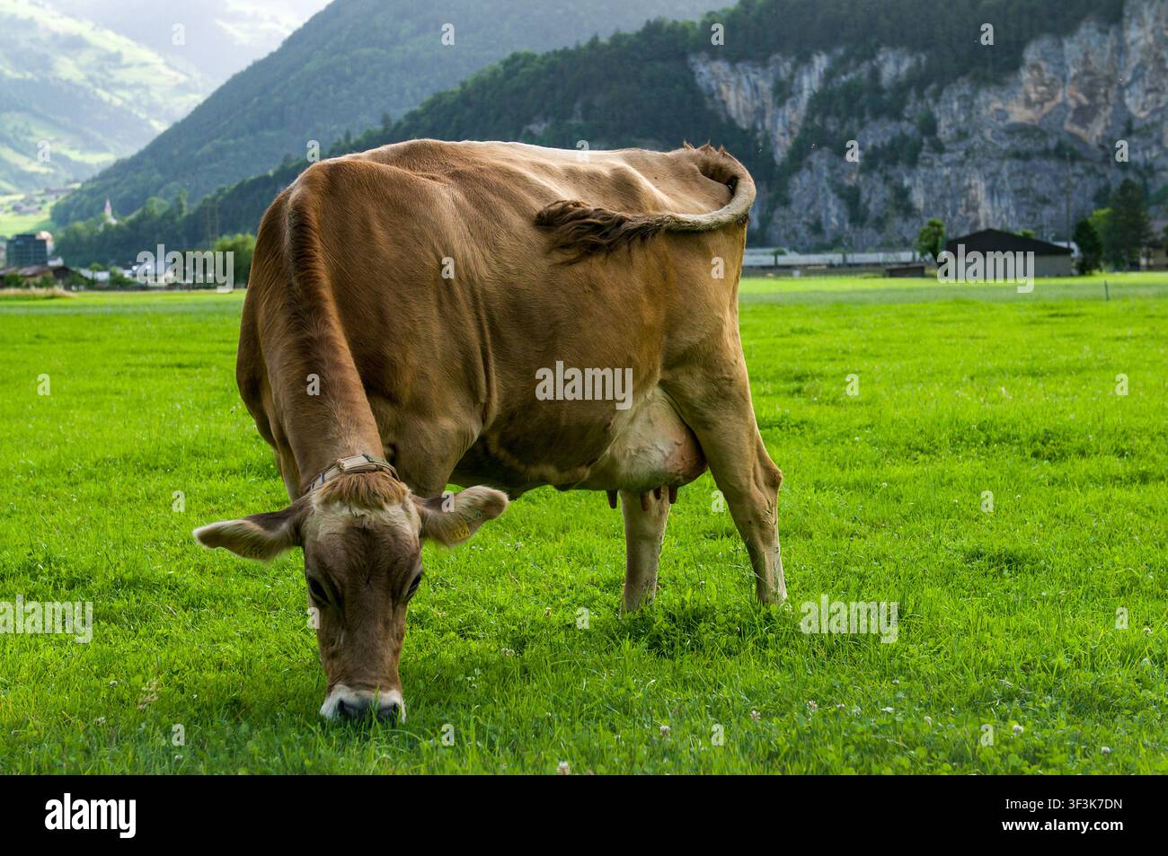 Vue frontale d'une vache laitière de race Brown Swiss broutant sur un pâturage vert à Altdorf, Uri. Scène rurale de bovins se nourrissant d'herbe fraîche en Suisse Banque D'Images