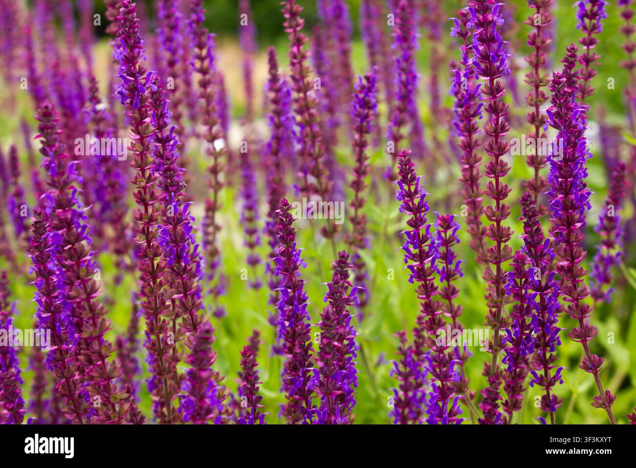 De magnifiques fleurs de sauge des prés violette (Salvia nemorosa) en pleine floraison créent un arrière-plan de jardin d'été vibrant. Des fleurs vivaces de plantes vivaces avec un doux Banque D'Images