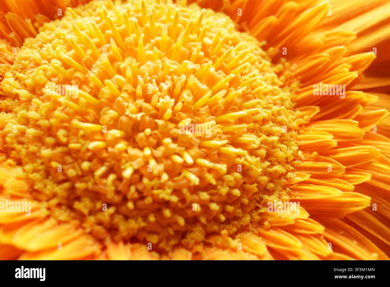Une photographie macro époustouflante capturant la texture complexe et les couleurs vives d'une fleur d'orange. Le cliché détaillé met en valeur les pétales délicats an Banque D'Images