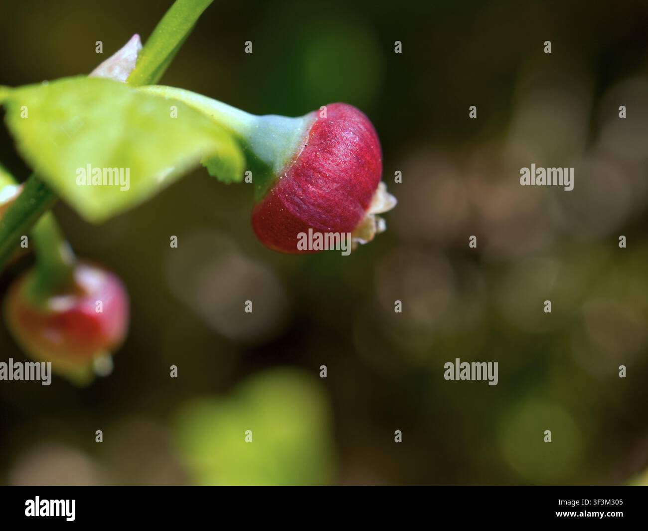 Grossissement macro d'un jeune fruit de mûre rouge immature poussant sur une branche de buisson vert dans une forêt. Banque D'Images