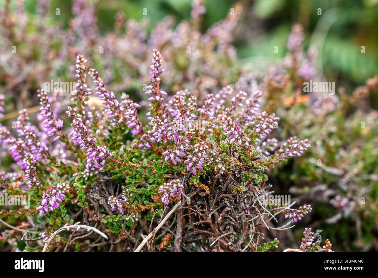 Grossissement de la bruyère sauvage avec des fleurs roses et blanches Banque D'Images
