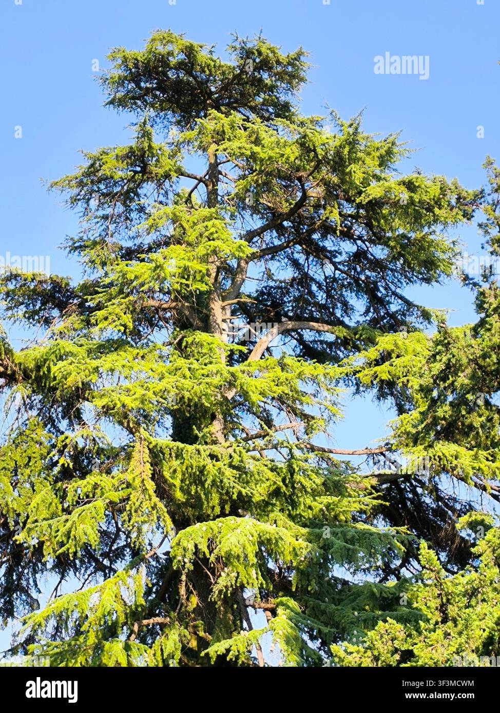 Belle Cedrus libani le long du rivage du lac de Garde, en Italie, avec un ciel bleu en arrière-plan. Banque D'Images