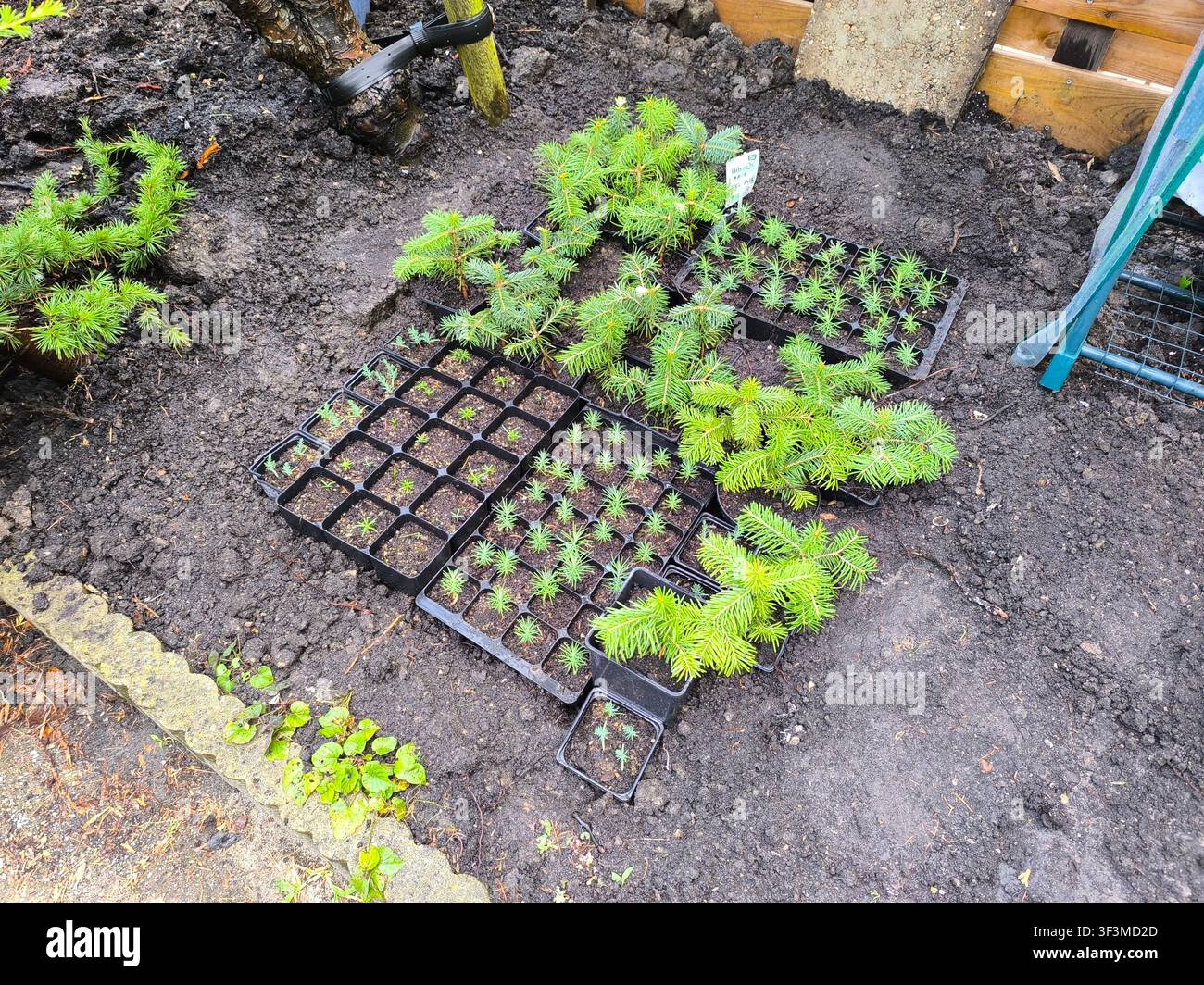 Jeunes semis de conifères dans des plateaux. Épicéas et sapins d’un et deux ans sur le sol du jardin. Banque D'Images