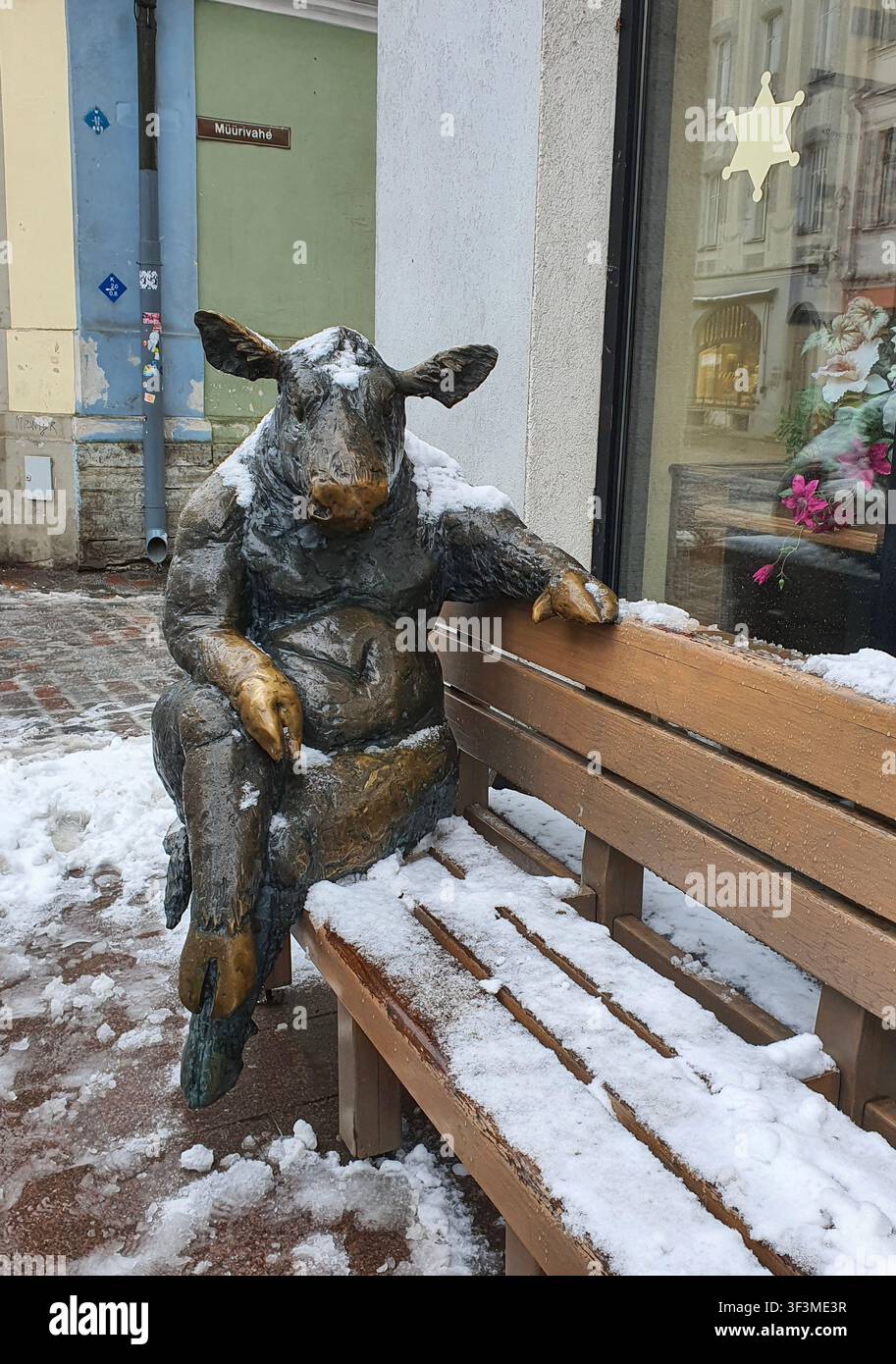 Tallinn, Estonie - 5 avril 2024 : Statue de vache en bronze du sculpteur Tauno Kangro assise sur un banc enneigé de la rue Viru dans la vieille ville. Banque D'Images