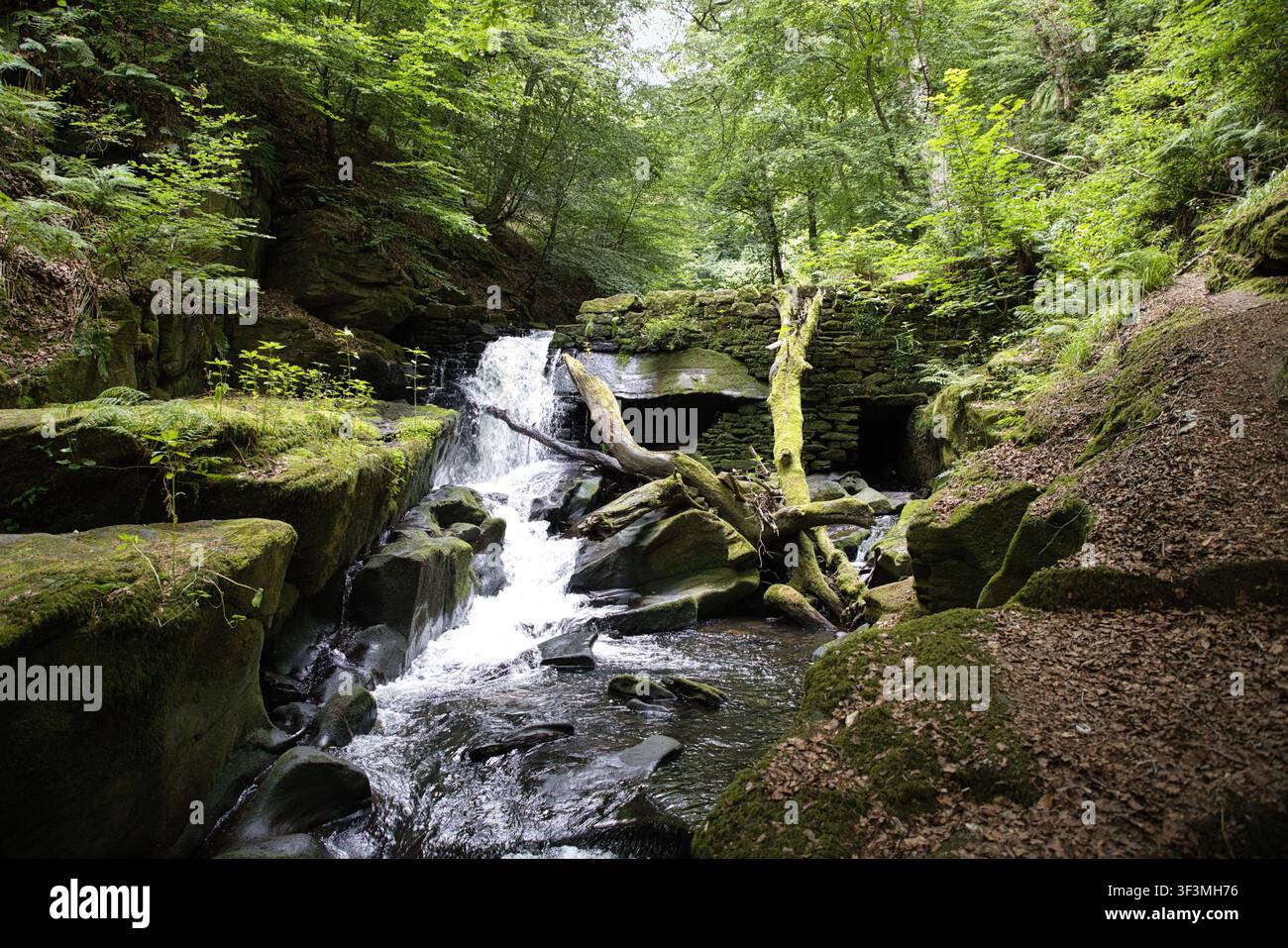 Eaux cascadantes à la cascade de Healey Dell sur la rivière Spodden, Rochdale. L'eau blanche jaillit sur des rochers sombres et arrondis ainsi que des arbres tombés. Banque D'Images