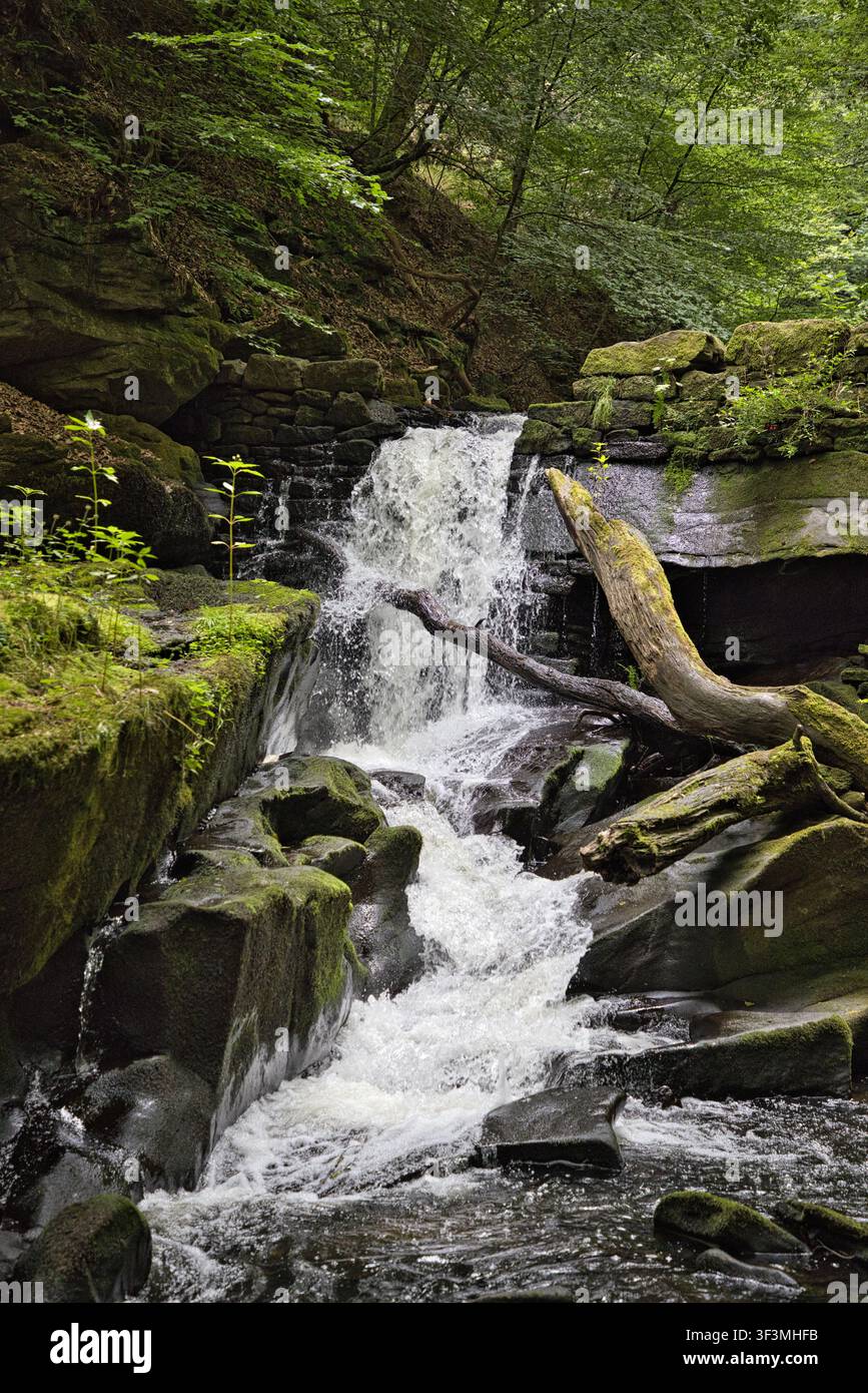 Eaux cascadantes à la cascade de Healey Dell sur la rivière Spodden, Rochdale. L'eau blanche jaillit sur des rochers sombres et arrondis ainsi que des arbres tombés. Banque D'Images