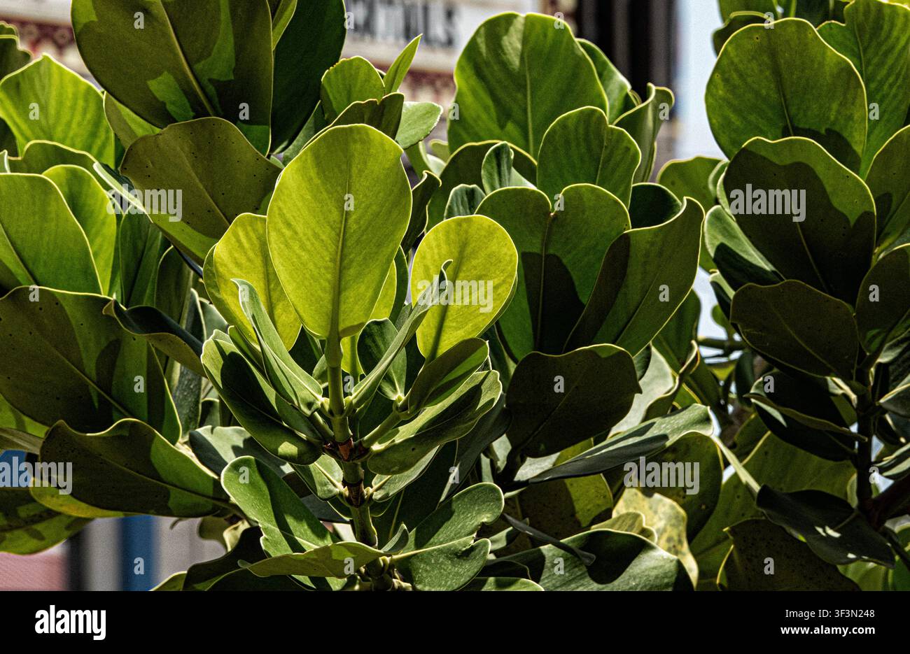 Une Clusia rosea, communément appelée Arbre à autographe ou Pomme de poix. Banque D'Images