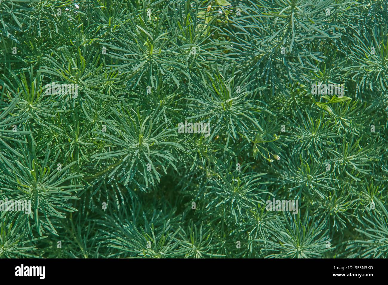 Feuillage luxuriant d'une plante d'Euphorbia cyparissias (Euphorbia cyparissias) en gros plan. Fond naturel d'un jardin ornemental vivace avec des feuilles en forme d'aiguilles Banque D'Images