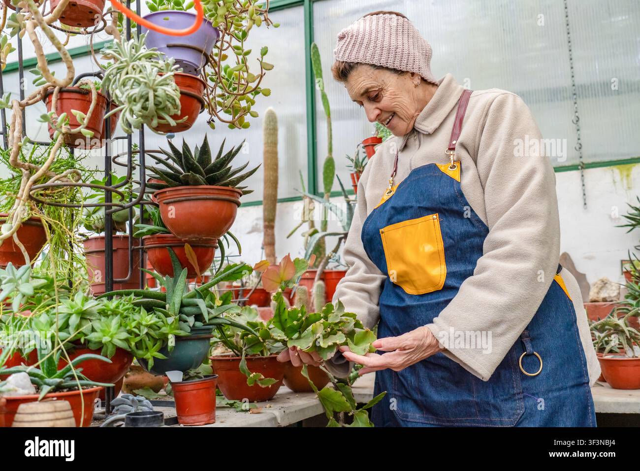 Femme âgée souriante portant un bandeau tricoté rose et un tablier en jean manipule doucement une grande feuille succulente plate à l'intérieur de sa serre, avec un p métallique à étages Banque D'Images