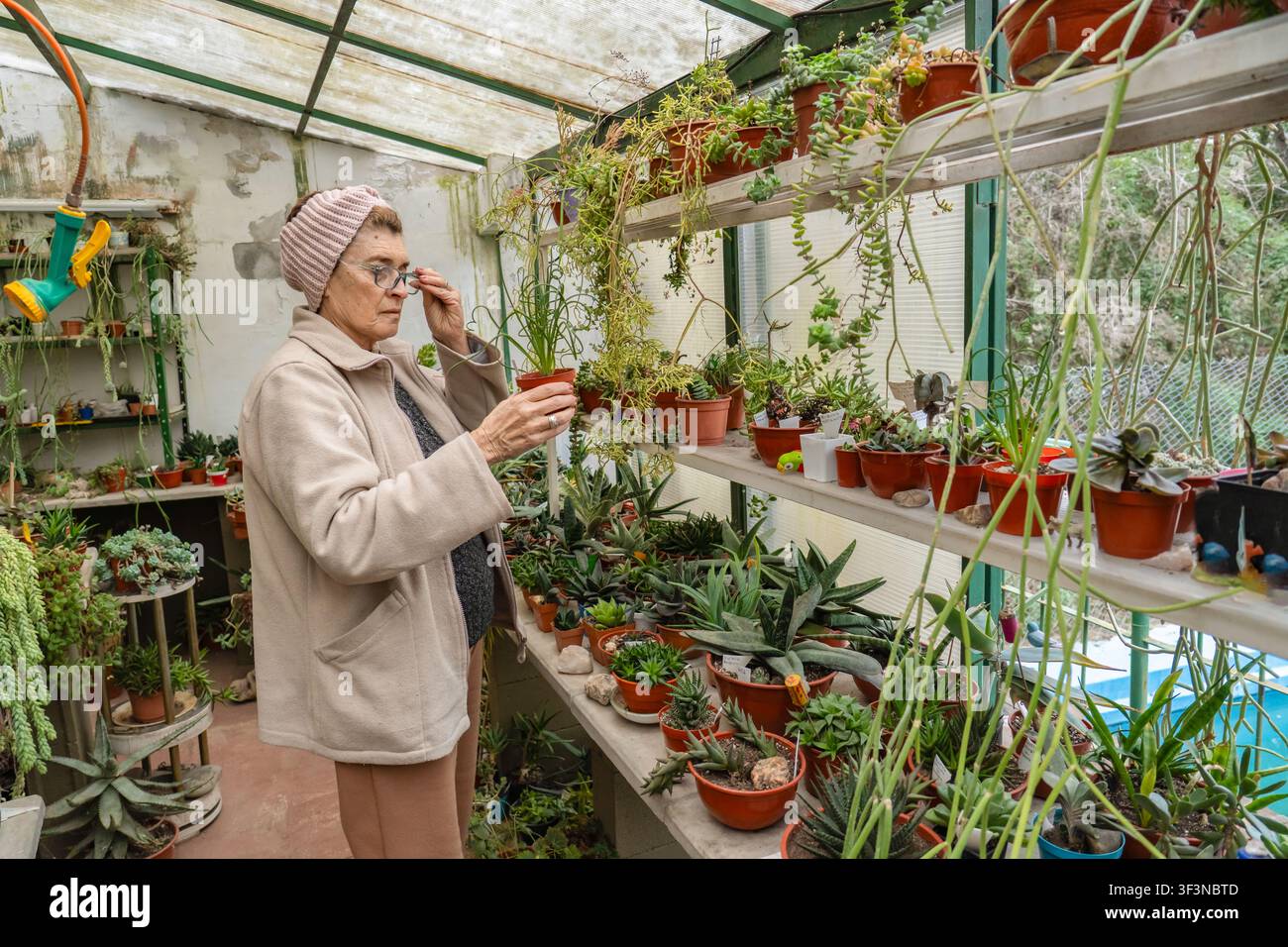 Femme âgée portant des lunettes et un bandeau tricoté rose ajuste ses lunettes tout en tenant un petit pot de succulente sur une étagère de serre, avec un Haworthia dense Banque D'Images