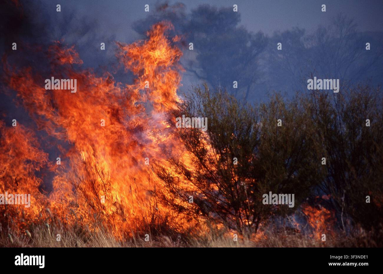 GRAND INCENDIE DE BUSH INCONTRÔLÉ DANS LE GRAND DÉSERT DE VICTORIA, EN AUSTRALIE-OCCIDENTALE. Banque D'Images