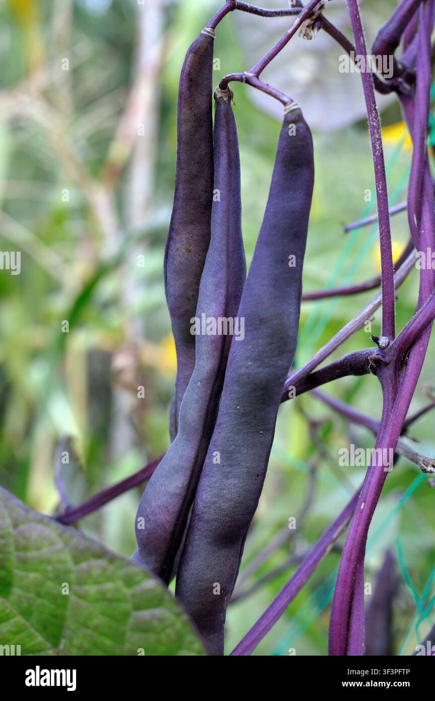 Gros plan de gousses de mungo vert (Vigna radiata) mûrissant sur le support vertical dans le potager, composition verticale Banque D'Images