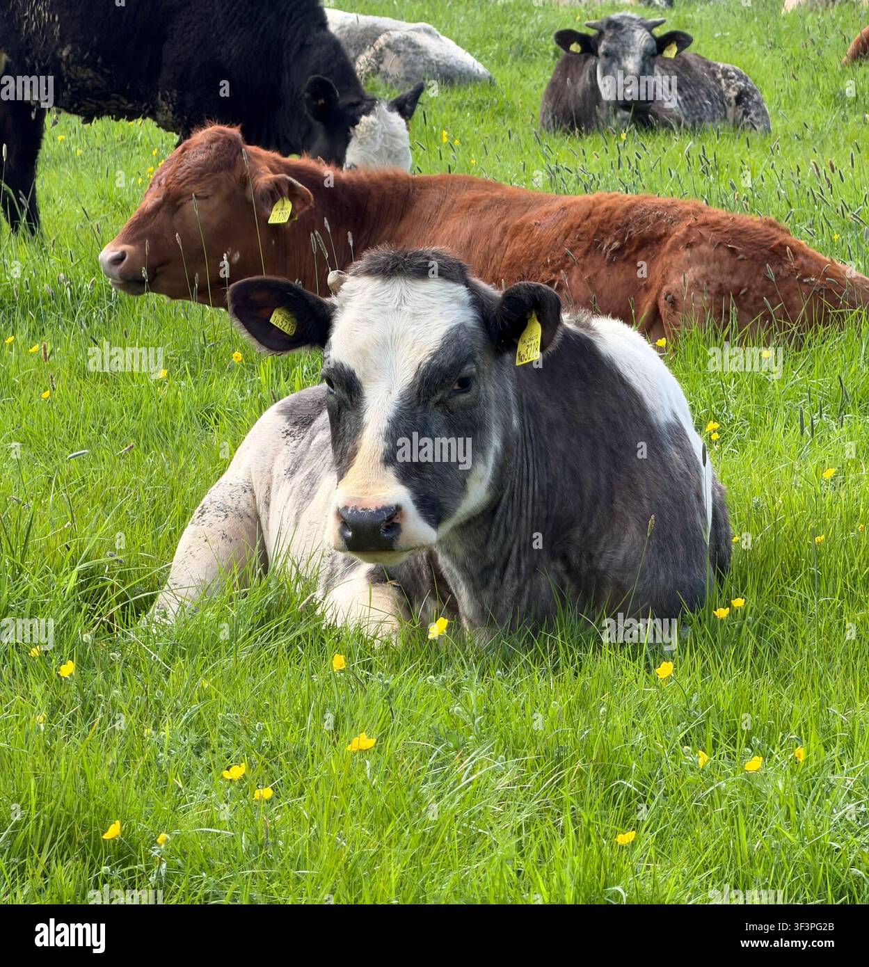 Un troupeau de bovins portant des étiquettes colorées aux oreilles repose ensemble dans une prairie verte et luxuriante parsemée de boutons d’or jaunes, un veau fixant directement l’appareil photo. Banque D'Images