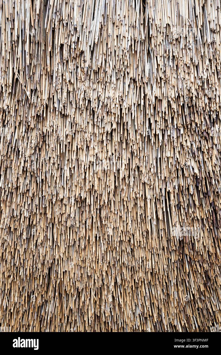 Close-up d'un revêtement de chaume en roseau nouvellement posé à Norfolk. Banque D'Images