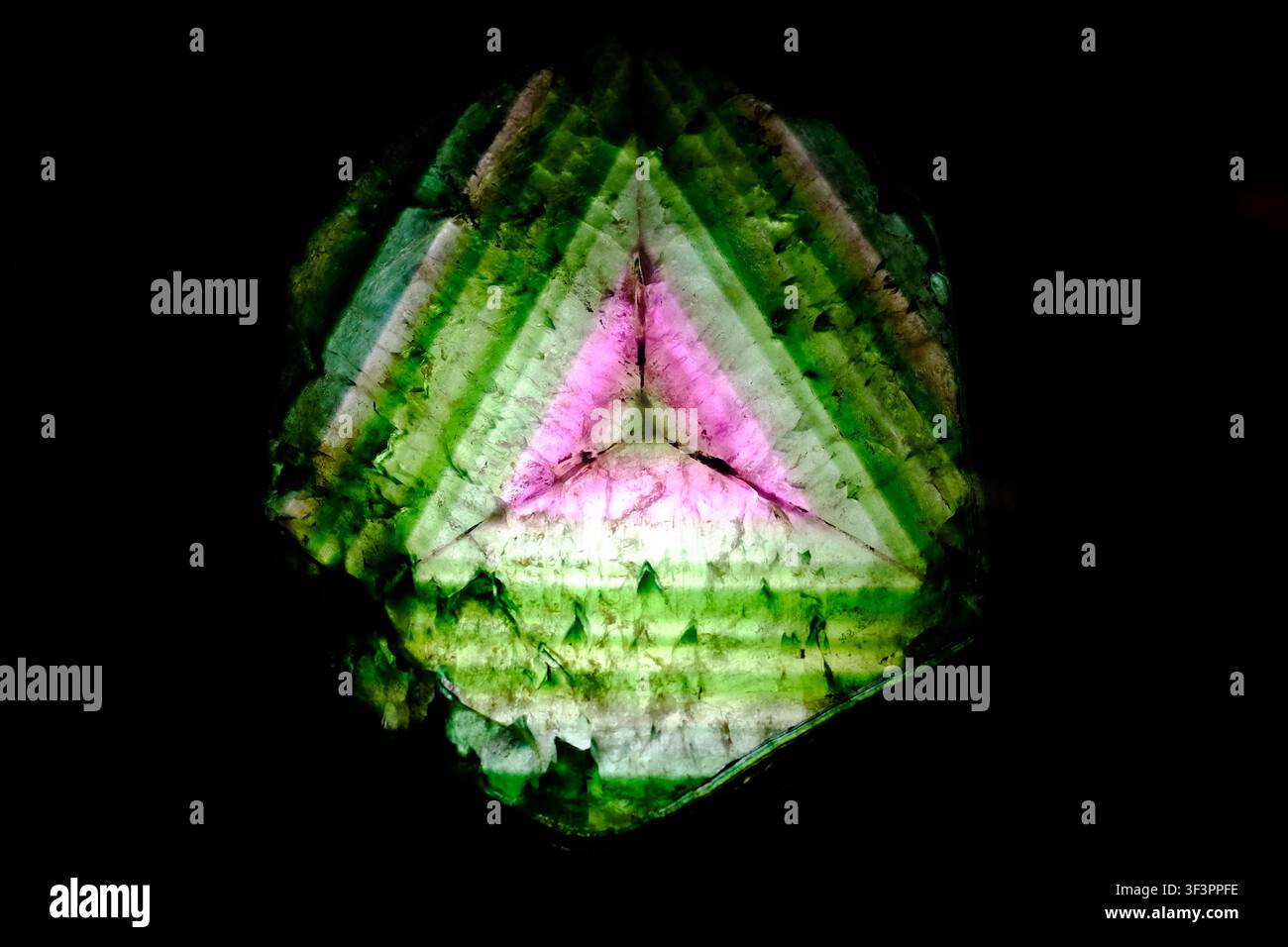 Tranche de cristal de tourmaline naturelle couleur pastèque éclairée par derrière montrant le centre rose et les couches extérieures vertes. Banque D'Images