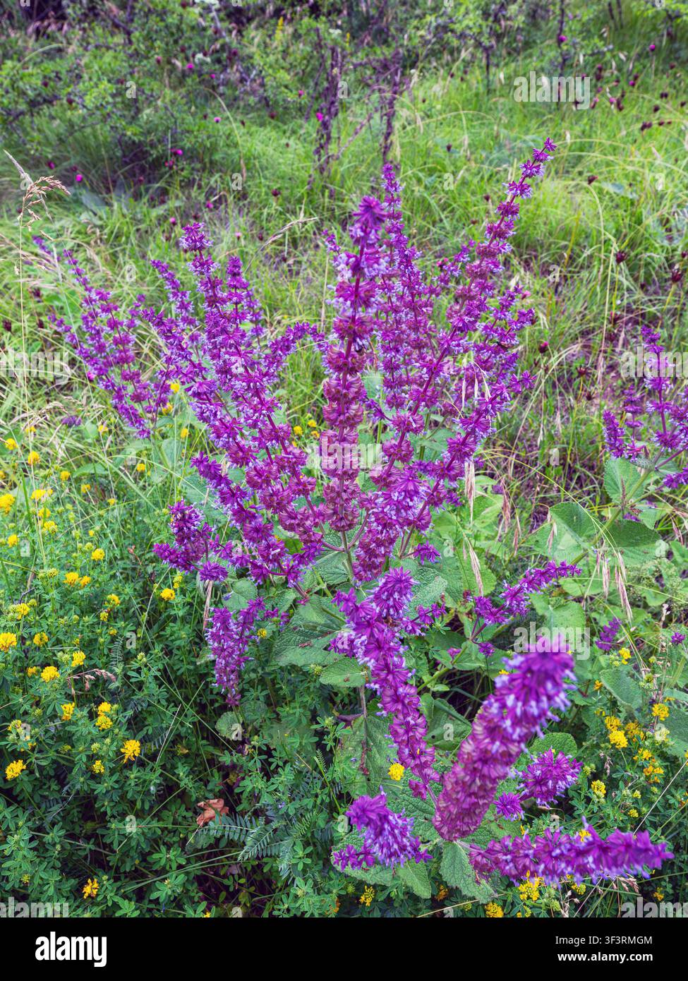 Salvia nemorosa violette vibrante (sauge des bois, clary des Balkans) en pleine floraison parmi des graminées vertes et des fleurs sauvages jaunes dans une prairie sauvage estivale. Banque D'Images