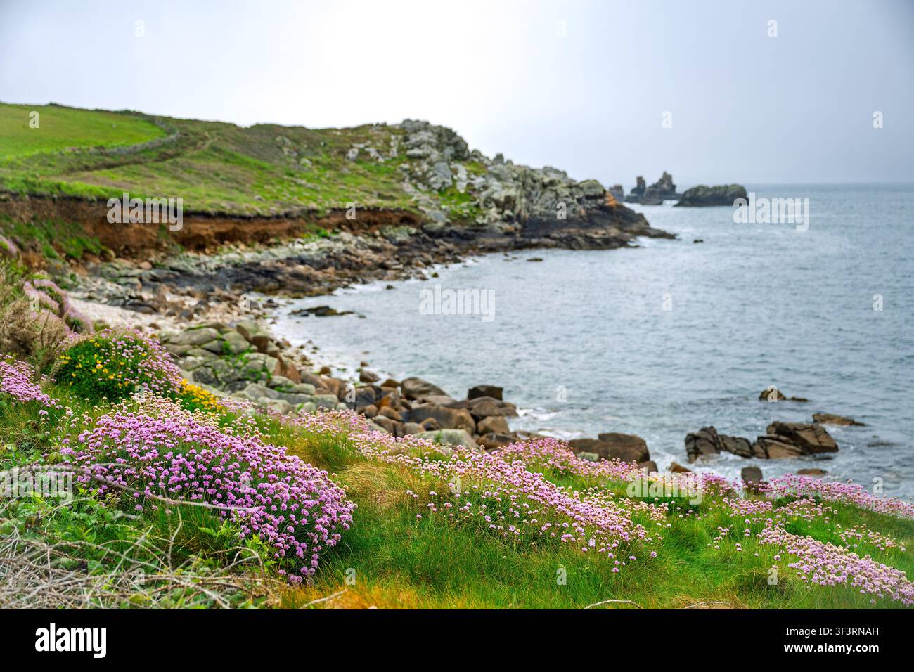 Une parcelle de thym (pétrole marine) le long du sentier côtier menant à Stony Porth sur la péninsule de Peninnis, à St Mary's, îles Scilly, Royaume-Uni. Banque D'Images
