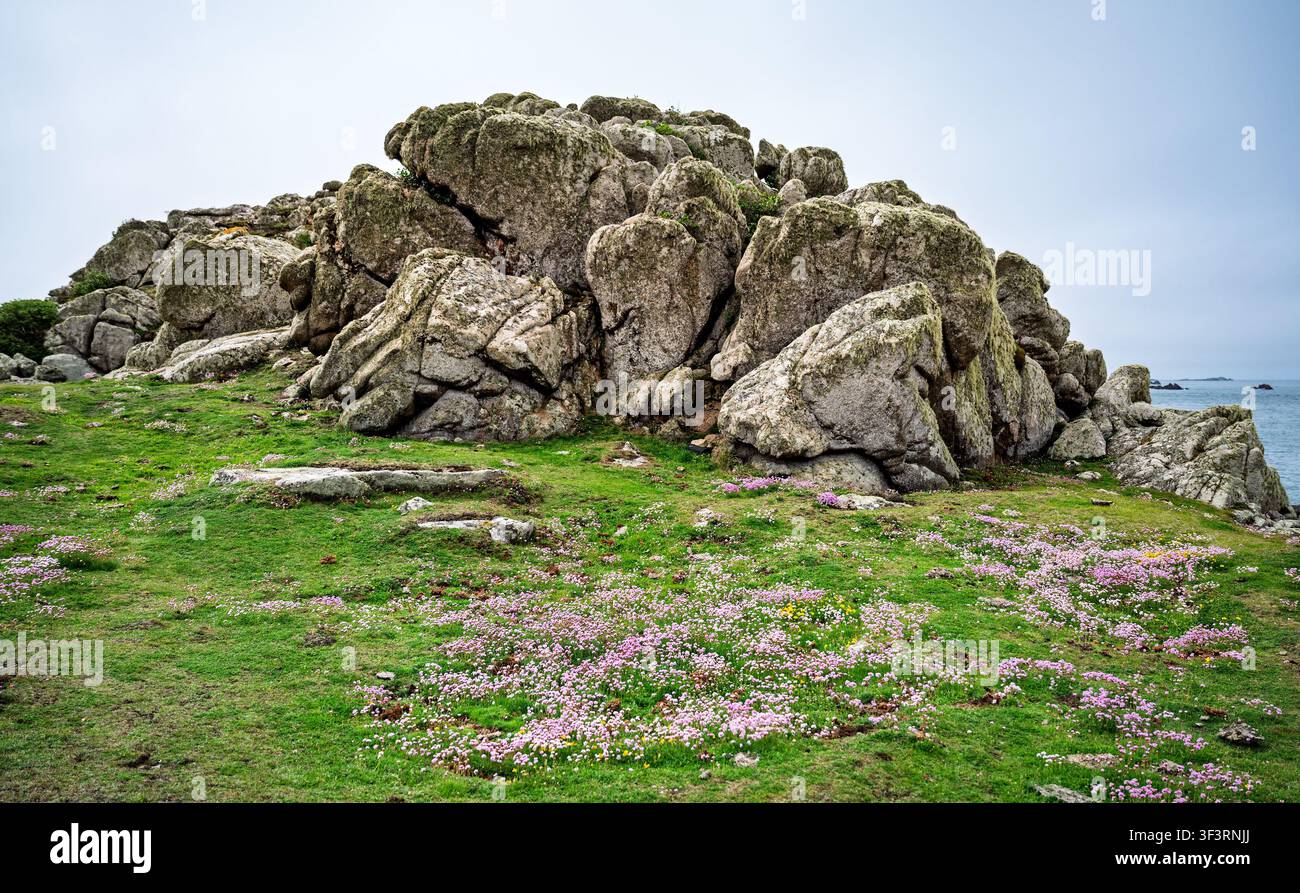 Un tapis de sea thrift et un affleurement rocheux dramatique près de Carnew Point, St Agnes, îles Scilly, Royaume-Uni. Banque D'Images