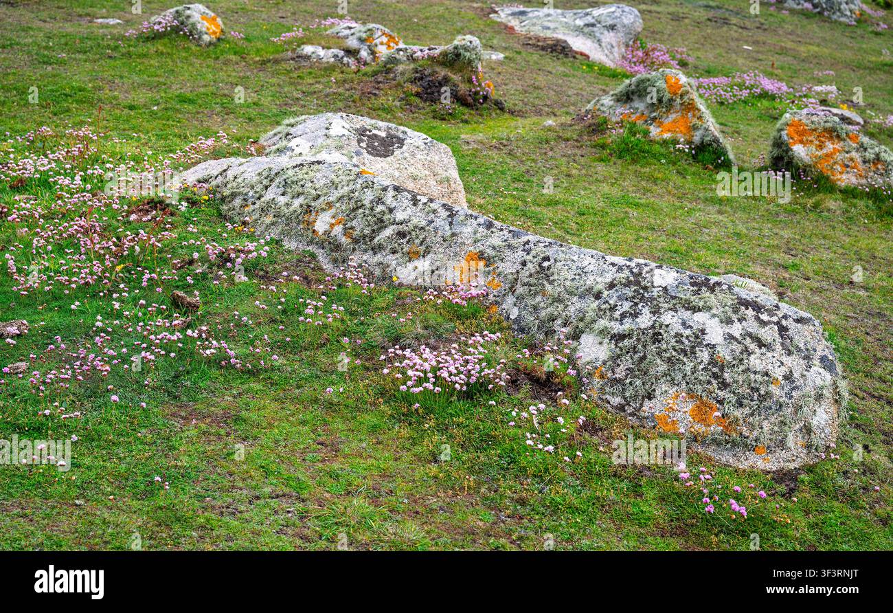 Détail de la triviale marine, de la lichen et du socle de granite couvert d'algues près de Long Point, St Agnes, îles Scilly, Royaume-Uni. Banque D'Images