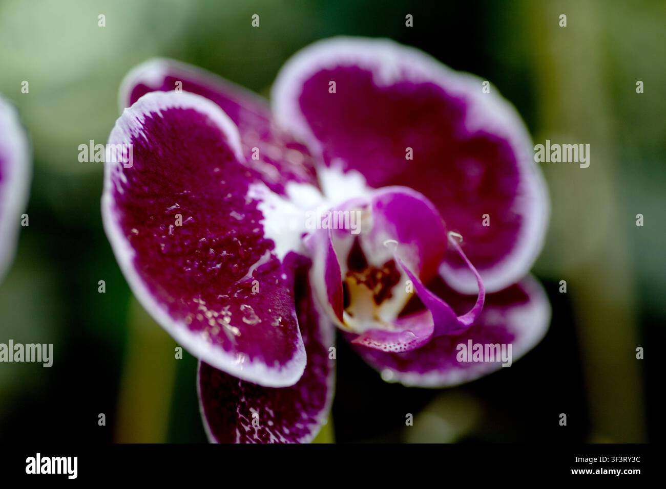 Une fleur d'orchidée violette est montrée en gros plan avec un fond vert doux. La faible profondeur de champ met en valeur les pétales et les détails du centre. Banque D'Images