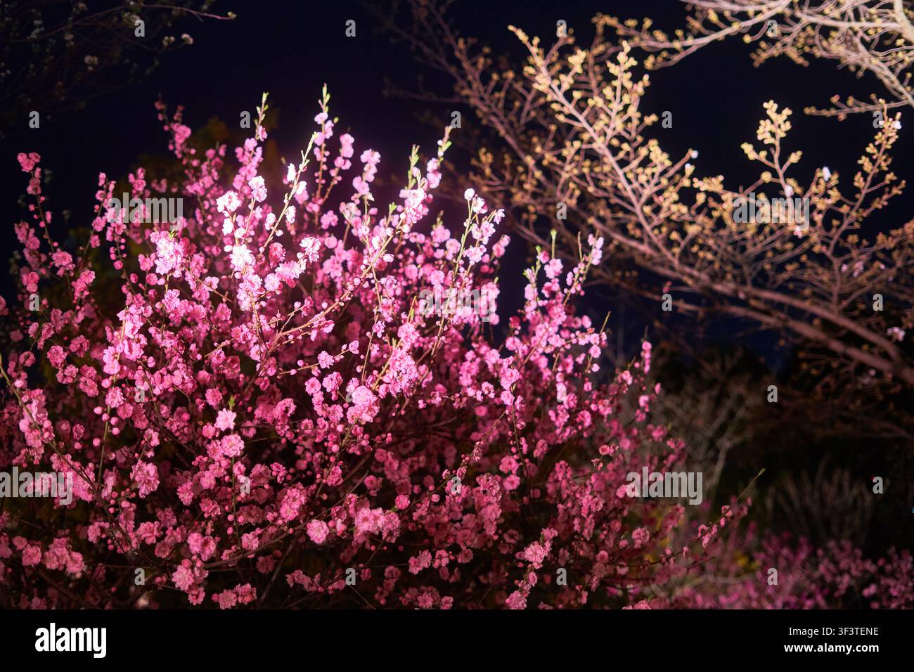 Photographie de nuit de arbres fleuris rose vif illuminés par un éclairage artificiel contre un ciel sombre. Les grappes denses de fleurs roses recouvrent le Banque D'Images