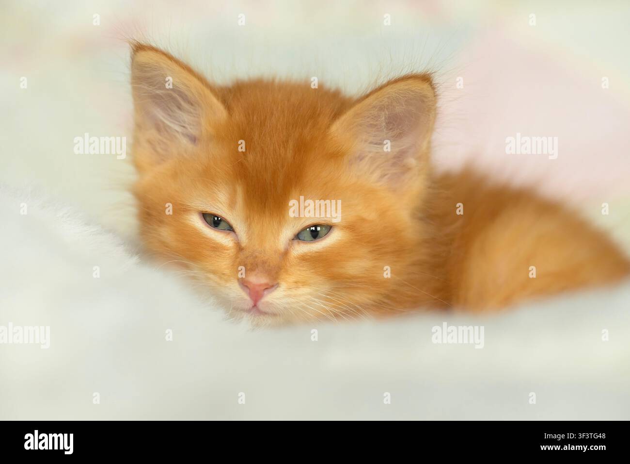 Close-up d'un adorable chaton tabby gingembre de 8 semaines sur une couverture blanche douce, regardant le spectateur Banque D'Images